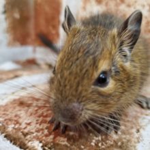 てちてちサイズなデグー(アグーチ)くん！