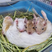 画像更新♪ご予約受付中☆当店生まれのデグーさん♡