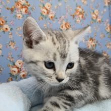 アメリカンショートヘアの男の子♪