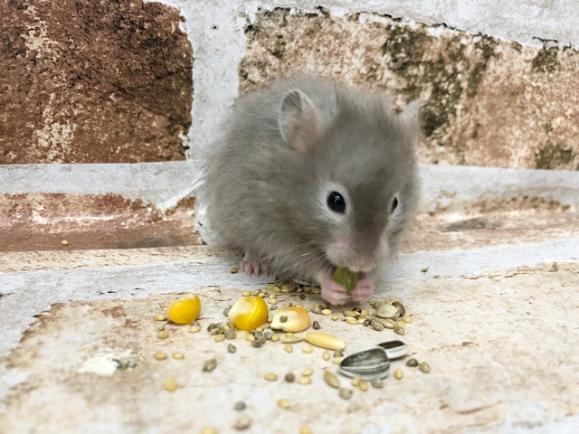 ゴールデンハムスター