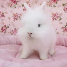 ふわふわ過ぎ?! アンゴララビット 2020.9/8撮影