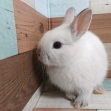 元気に駆け回ります！ドワーフラビット（フロスティ）～～