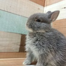 ぽ～～～っと☆　ドワーフラビット（ブルーオター）～～