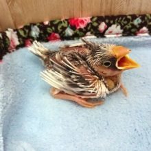 白文鳥！ヒナが来ましたよ～～