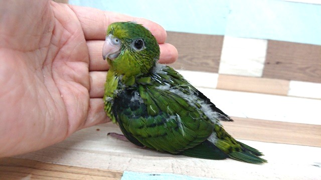 瞳、ｷﾚｲです☆サザナミインコ～