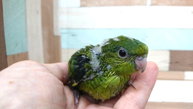 サザナミインコ