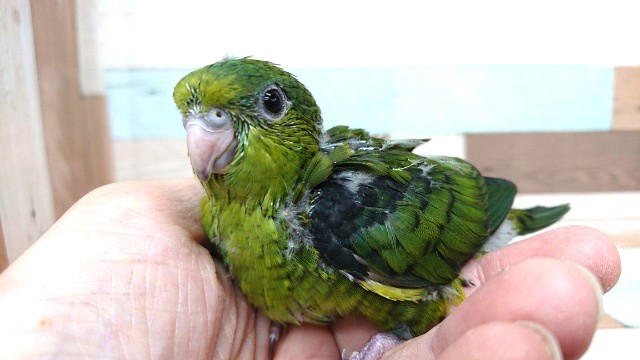 サザナミインコ