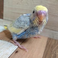 ちょっといいですかぁ？？セキセイインコ（パステルレインボーパイド）～～