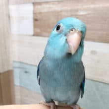 撮影に協力的☆マメルリハ(ブルー)〜！