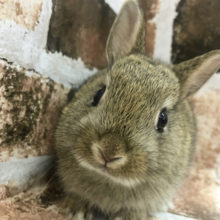 ちびっ子♥ネザーランドドワーフ(チェスナット)〜！