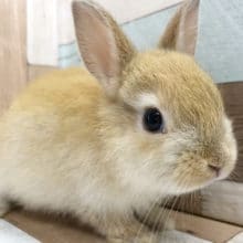 ペロペロ♪人気のネザーランドドワーフくん〜☆