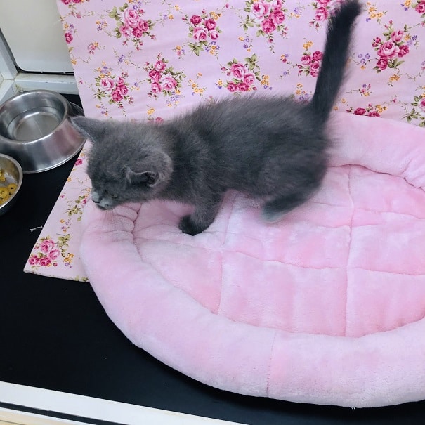 立ち耳スコちゃんが来たぞ!💛 スコティッシュフォールド