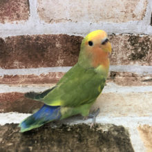 超ホヤホヤ最新画像☆モグって体に寄り添って寝ちゃう！？コザクラインコヒナ(タイガーチェリー)〜！