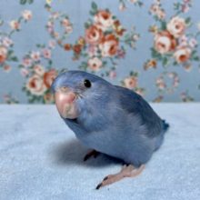 マメルリハ  コバルト  女の子  9月23日