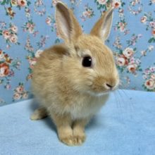 ミニウサギ  オレンジ  女の子  9月17日