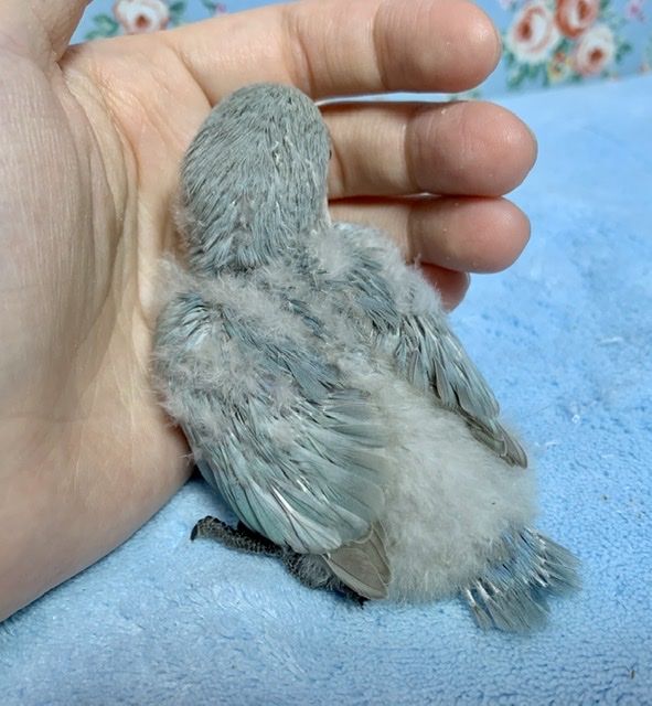 コザクラインコ（小桜インコ）