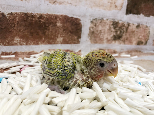 コザクラインコ（小桜インコ）