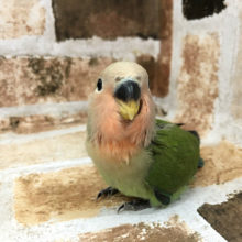 超ホヤホヤ最新画像☆愛情たっぷり♪コザクラインコヒナ(ノーマル)