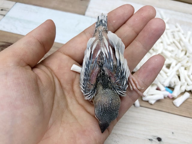 シルバー文鳥