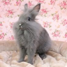 ファンキーな髪型?! ライオンラビット 2020.9/6撮影