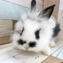 白黒の美人♡ライオンラビット〜！