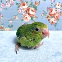 手乗りマメルリハ　ノーマルグリーン　９月２７日