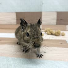 余裕のある女の子♪デグーちゃん〜！