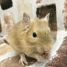 優男のサンドデグーくん〜☆