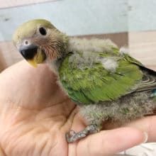 愛情深いよ♪コザクラインコ(ノーマル)〜！！