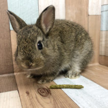 緊張が止まらない！ネザーランドドワーフ(チェスナット)♪