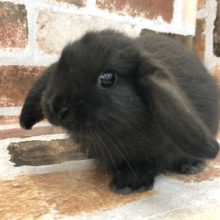 ミルク大好き♥ロップイヤー！！