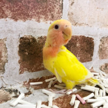 食いしん坊バンザーイ！コザクラインコヒナ(ゴールデンルチノー)♪