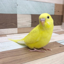 ベタ馴れ！！ヒナ餌卒業してます。セキセイインコ(ダブルファクターイエロー)♪