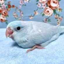 手乗りマメルリハ  男の子  アメリカンホワイト  10月6日