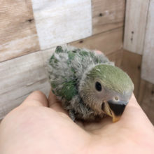 ワタワタがたまらない！コザクラインコ(シーグリーン)〜♡