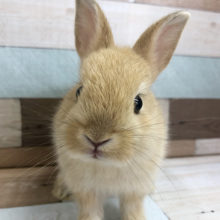 超ホヤホヤ最新画像★むちむち感が最高〜！ネザーランドドワーフ(オレンジ)♪