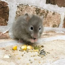 大人気のセーブルハムスターちゃん♡