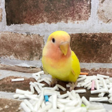 超ホヤホヤ最新画像☆小桜ゴールデンルチノー♪