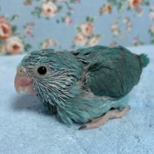 手乗りマメルリハ  ブルー(グリーンカラーも混ざってます！)  女の子  9月16日