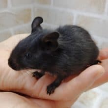 お初！黒いデグー！！！　デグーブラック♂ 男の子 2020年09月03日　