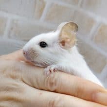 ベタ馴れ！デグーホワイト