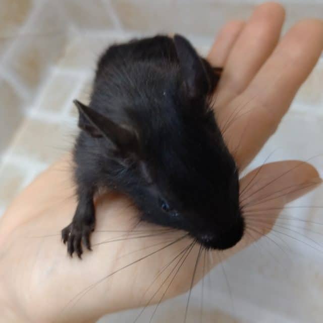お初!黒いデグー!!! デグーブラック♀女の子 2020年09月03日 デグー