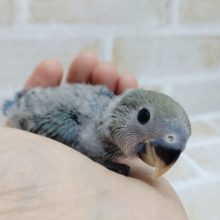 青き衣をまとった～　小桜インコ（ブルーチェリー）2020年09月27日