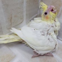 来ましたよ～　オカメインコ（ルチノー）2020年10月09日