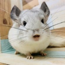 まったりしすぎ？！チンチラ(パイド)ちゃん♡