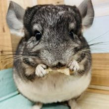 活発の元気印！！チンチラ(ノーマル)くん♪