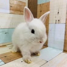 もぐもぐタイムが可愛すぎる♡ドワーフラビット!!