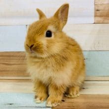 縞模様？！ドワーフラビット(オレンジ)入舎♪