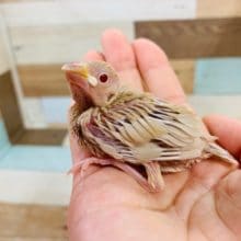 人気沸騰中！シナモン文鳥さん！