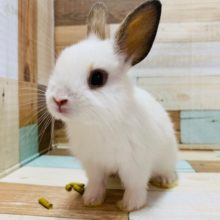 兄弟ミニウサギさん♪(ドワーフ×ライオン)①